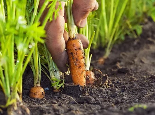 Biological Agriculture